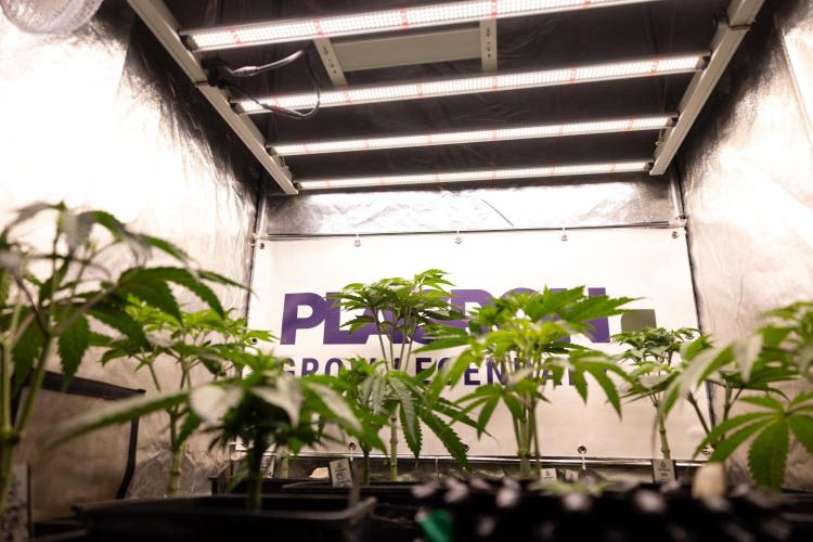 Power Plant - Zamnesia & B&B. Week 5 - All Zamnesia x Plagron Crew in Growbox