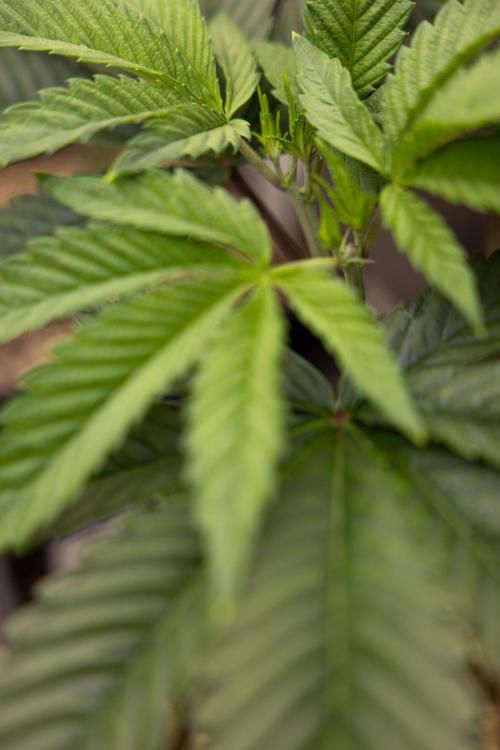 Sticky Broccoli - Zamnesia x B&B. Week 5 - Sticky Broccoli - Veg - Week 5