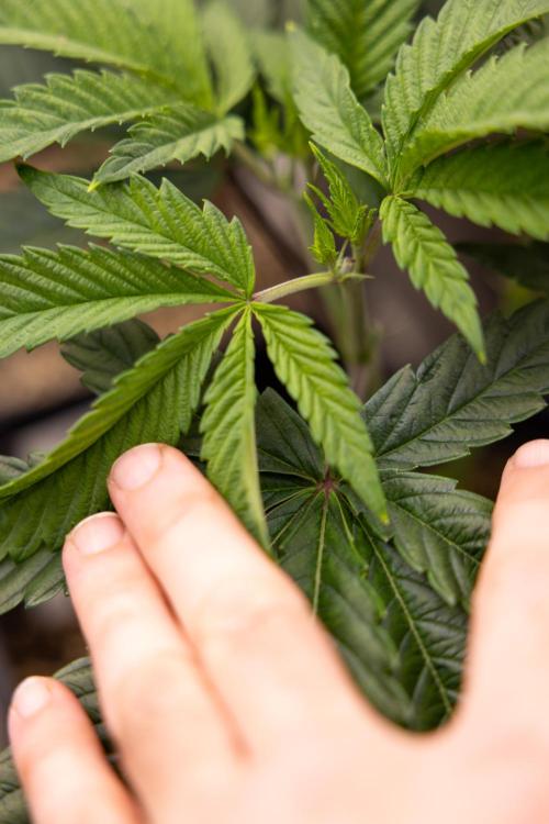 Sticky Broccoli - Zamnesia x B&B. Week 5 - Sticky Broccoli - Veg - Week 5