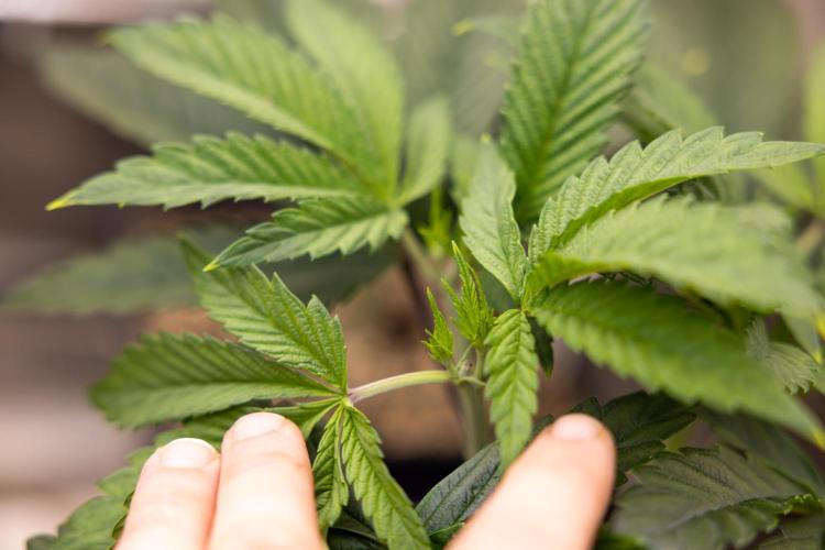 Sticky Broccoli - Zamnesia x B&B. Week 5 - Sticky Broccoli - Veg - Week 5