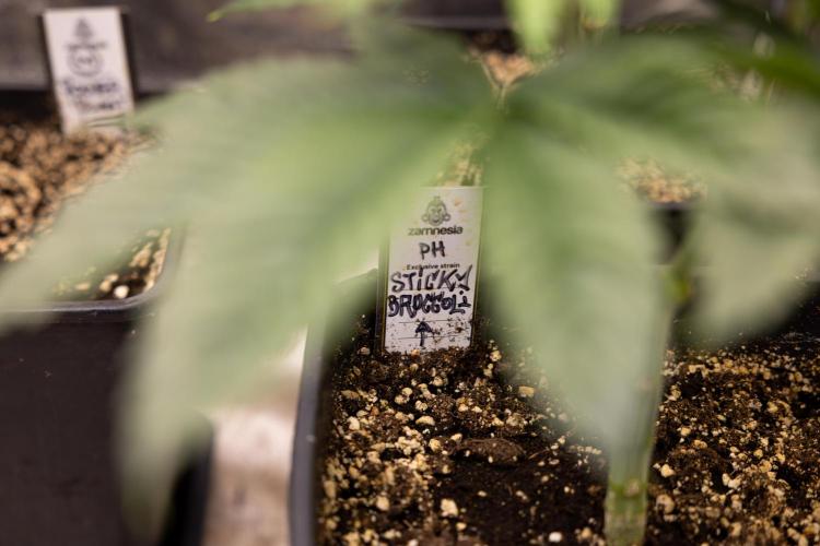 Sticky Broccoli - Zamnesia x B&B. Week 5 - Sticky Broccoli - Veg - Week 5