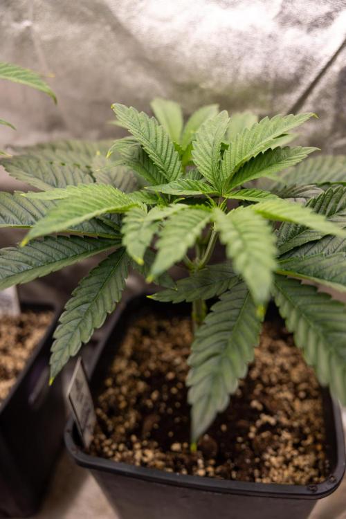 Sticky Broccoli - Zamnesia x B&B. Week 5 - Sticky Broccoli - Veg - Week 5