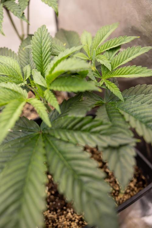 Sticky Broccoli - Zamnesia x B&B. Week 5 - Sticky Broccoli - Veg - Week 5