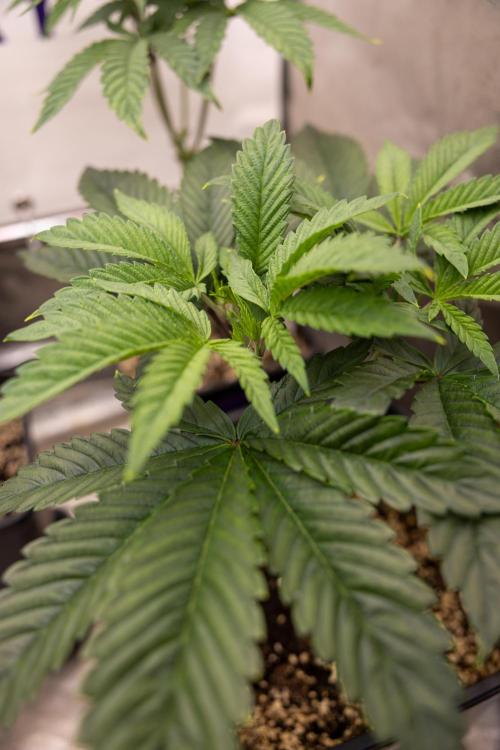 Sticky Broccoli - Zamnesia x B&B. Week 5 - Sticky Broccoli - Veg - Week 5