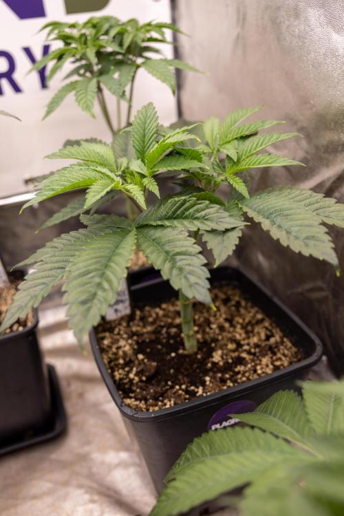 Sticky Broccoli - Zamnesia x B&B. Week 5 - Sticky Broccoli - Veg - Week 5