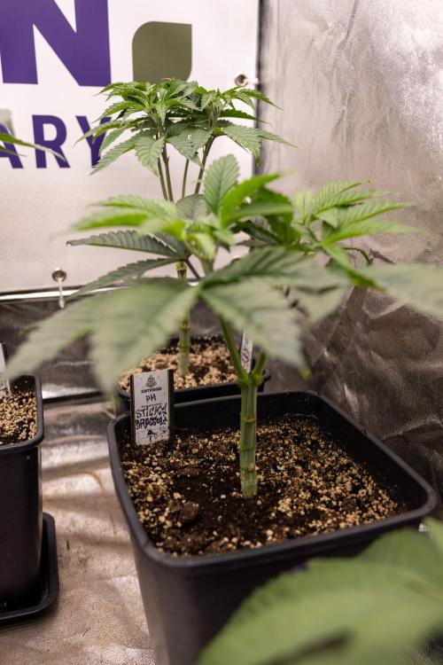 Sticky Broccoli - Zamnesia x B&B. Week 5 - Sticky Broccoli - Veg - Week 5