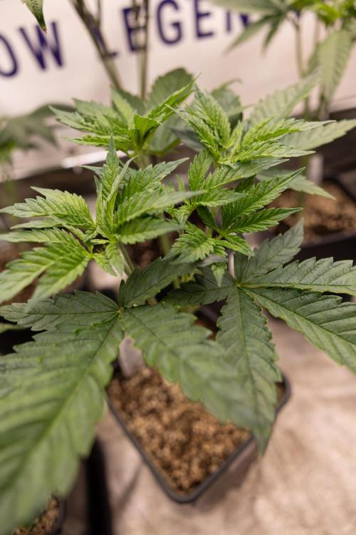 Permanent Marker - Zamnesia x B&B. Week 5 - Permanent Marker - Veg - Week 6