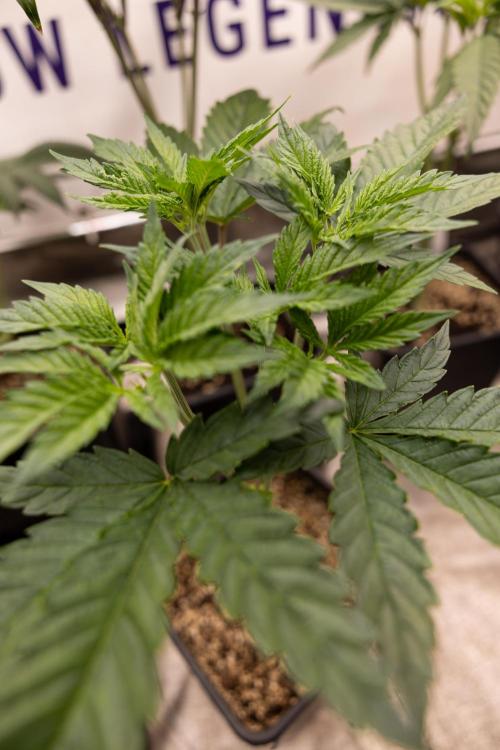 Permanent Marker - Zamnesia x B&B. Week 5 - Permanent Marker - Veg - Week 6