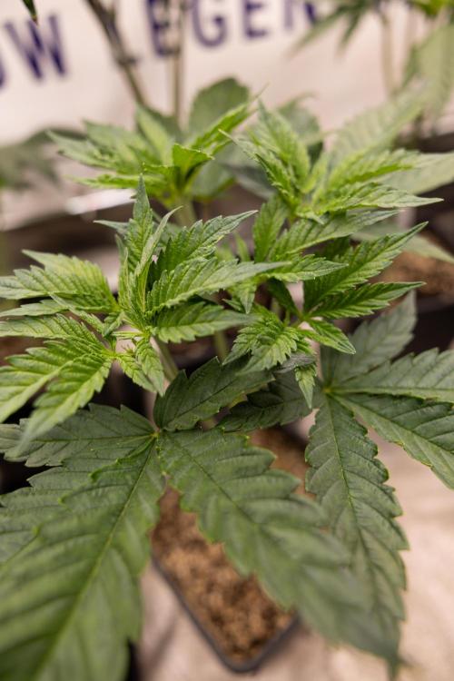 Permanent Marker - Zamnesia x B&B. Week 5 - Permanent Marker - Veg - Week 6