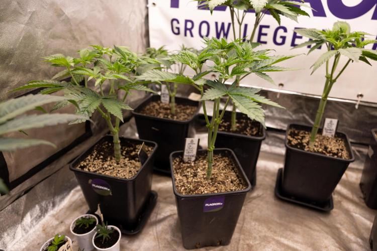 Permanent Marker - Zamnesia x B&B. Week 5 - Permanent Marker - Veg - Week 6