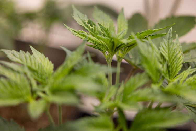 Permanent Marker - Zamnesia x B&B. Week 5 - Permanent Marker - Veg - Week 6