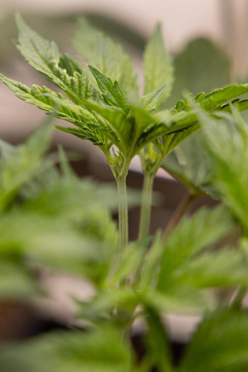 Permanent Marker - Zamnesia x B&B. Week 5 - Permanent Marker - Veg - Week 6