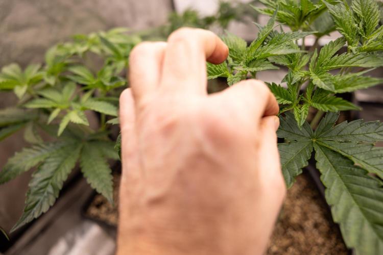 Permanent Marker - Zamnesia x B&B. Week 5 - Permanent Marker - Veg - Week 6 Week 6