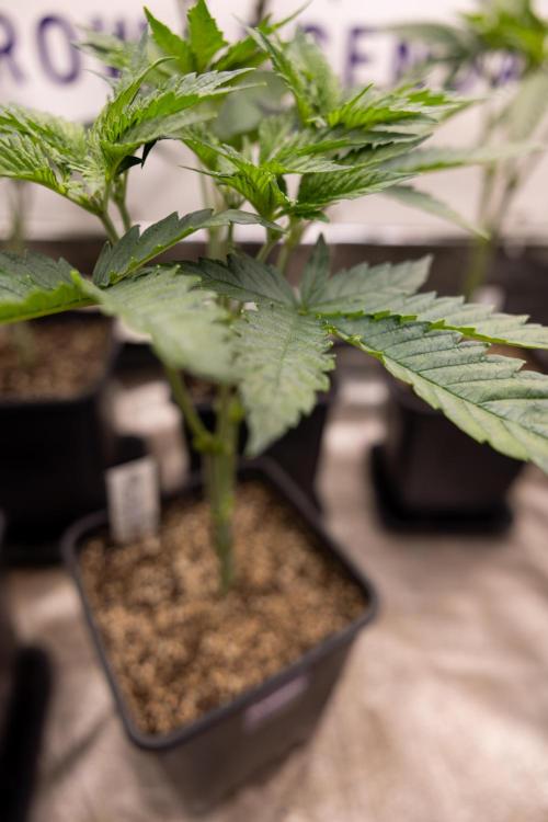 Permanent Marker - Zamnesia x B&B. Week 5 - Permanent Marker - Veg - Week 6