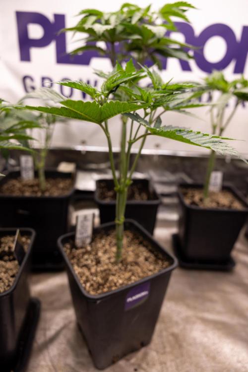 Permanent Marker - Zamnesia x B&B. Week 5 - Permanent Marker - Veg - Week 6