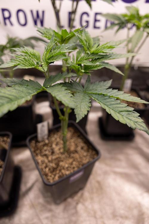 Permanent Marker - Zamnesia x B&B. Week 5 - Permanent Marker - Veg - Week 6