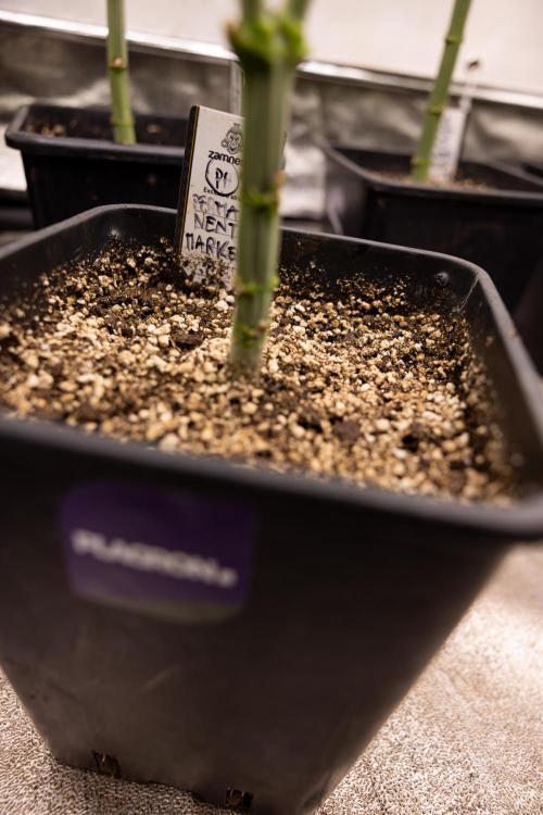 Permanent Marker - Zamnesia x B&B. Week 5 - Permanent Marker - Veg - Week 6