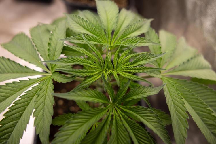 Georgia Pie #3 - Zamnesia x B&B. Week 4 - Georgia Pie #3 - Veg - Week 4