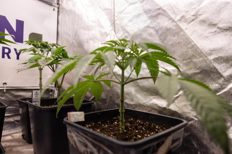 Georgia Pie #3 - Zamnesia x B&B. Week 4 - Georgia Pie #3 - Veg - Week 4