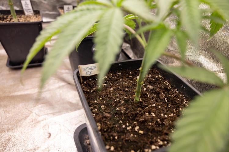 Georgia Pie #3 - Zamnesia x B&B. Week 4 - Georgia Pie #3 - Veg - Week 4