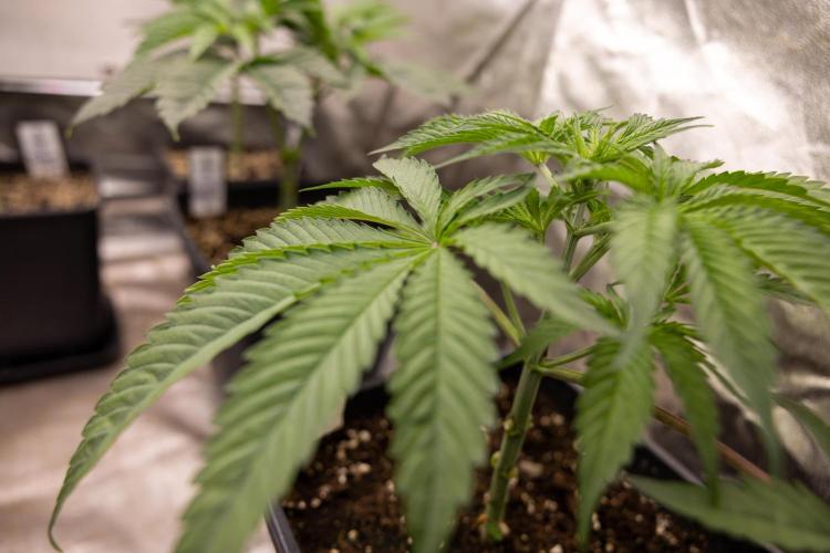 Georgia Pie #3 - Zamnesia x B&B. Week 4 - Georgia Pie #3 - Veg - Week 4