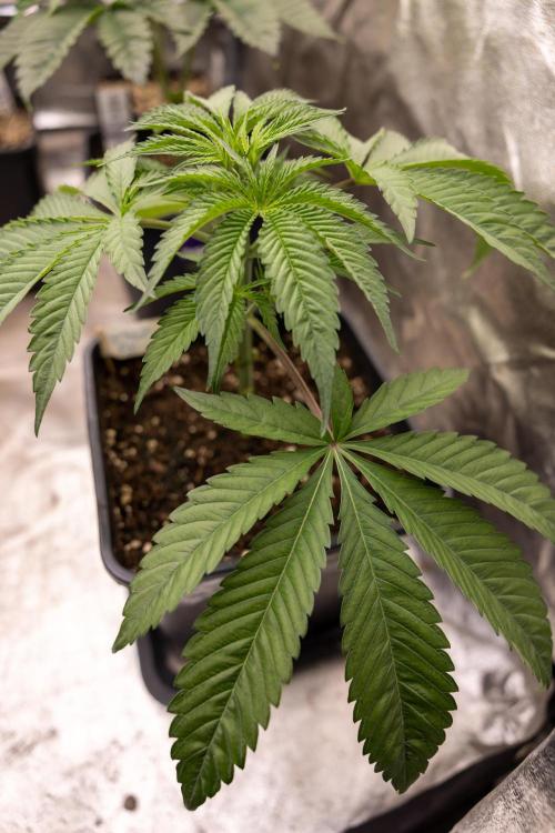 Georgia Pie #3 - Zamnesia x B&B. Week 4 - Georgia Pie #3 - Veg - Week 4