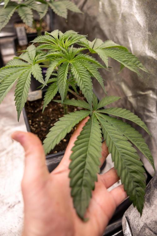 Georgia Pie #3 - Zamnesia x B&B. Week 4 - Georgia Pie #3 - Veg - Week 4