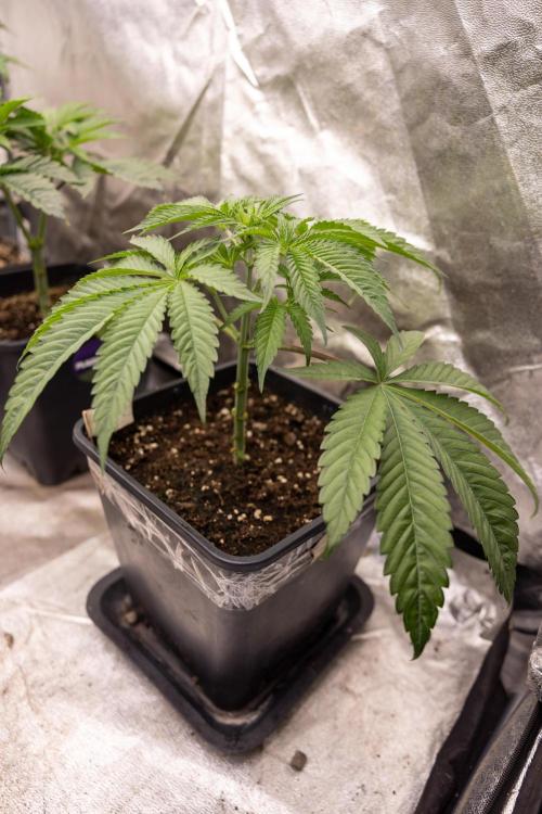 Georgia Pie #3 - Zamnesia x B&B. Week 4 - Georgia Pie #3 - Veg - Week 4