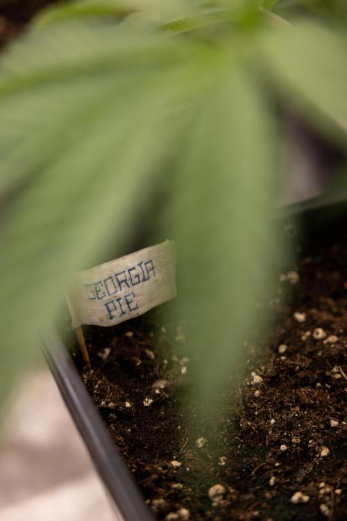 Georgia Pie #3 - Zamnesia x B&B. Week 4 - Georgia Pie #3 - Veg - Week 4