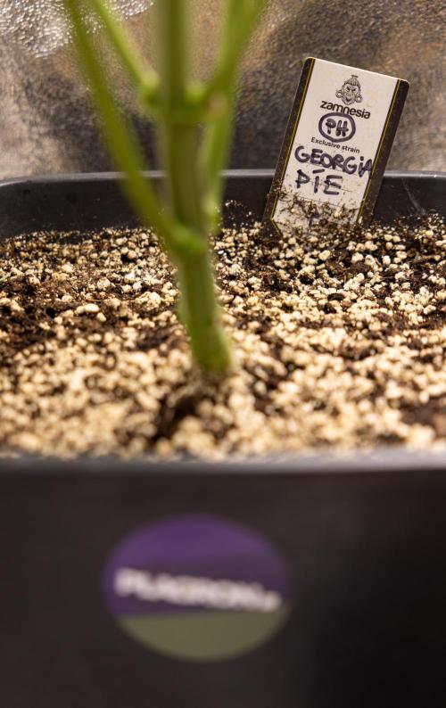 Georgia Pie #2 - Zamnesia x B&B. Week 5 - Georgia Pie #2 - First Week of Bloom 12/12