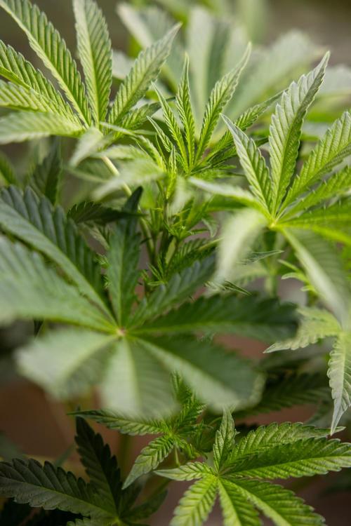 Georgia Pie #2 - Zamnesia x B&B. Week 5 - Georgia Pie #2 - First Week of Bloom 12/12