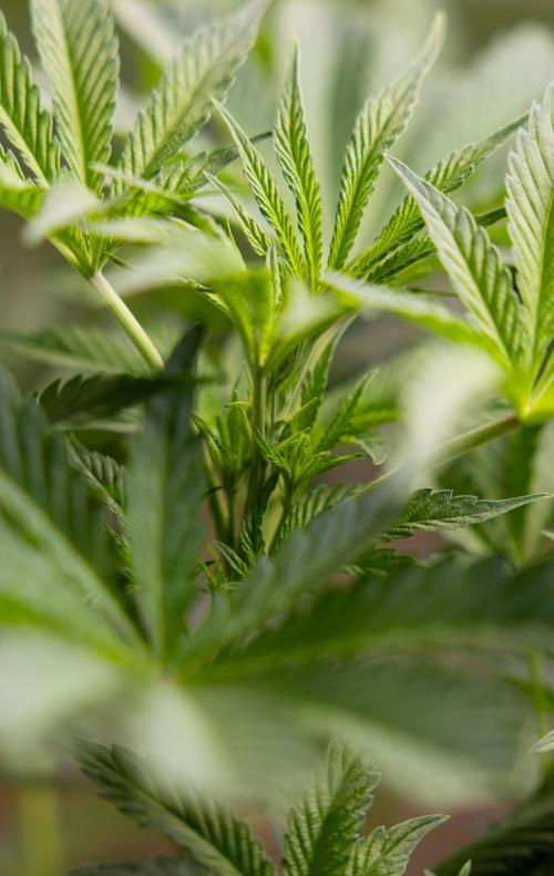 Georgia Pie #2 - Zamnesia x B&B. Week 5 - Georgia Pie #2 - First Week of Bloom 12/12