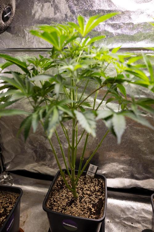 Georgia Pie #2 - Zamnesia x B&B. Week 5 - Georgia Pie #2 - First Week of Bloom 12/12