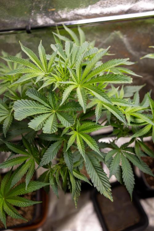 Georgia Pie #2 - Zamnesia x B&B. Week 5 - Georgia Pie #2 - First Week of Bloom 12/12