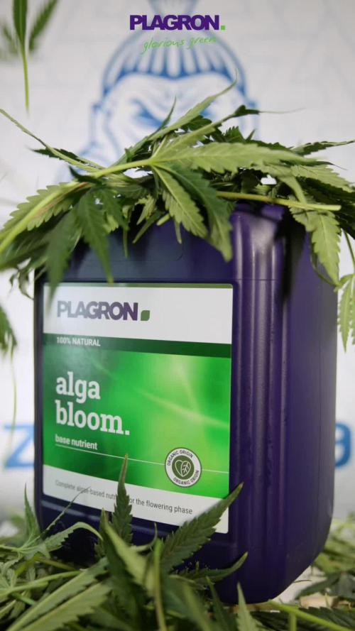 Georgia Pie #2 - Zamnesia x B&B