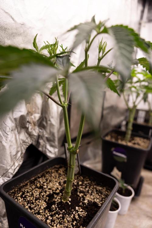 Georgia Pie #1 - Zamnesia x B&B. Week 5 - Georgia Pie #1 - Veg - Week 6 - Topping x8