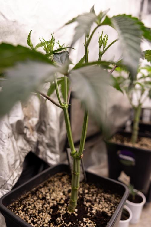 Georgia Pie #1 - Zamnesia x B&B. Week 5 - Georgia Pie #1 - Veg - Week 6 - Topping x8