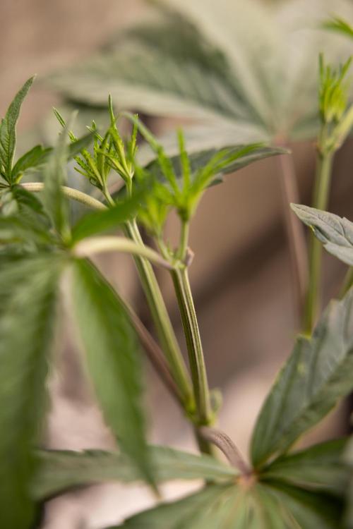 Georgia Pie #1 - Zamnesia x B&B. Week 5 - Georgia Pie #1 - Veg - Week 6 - Topping x8