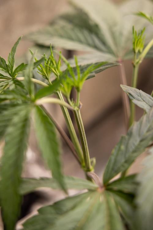 Georgia Pie #1 - Zamnesia x B&B. Week 5 - Georgia Pie #1 - Veg - Week 6 - Topping x8