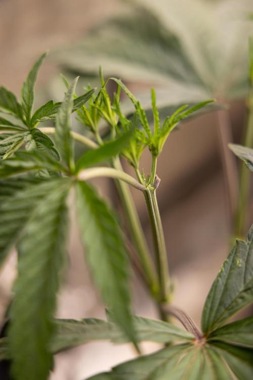 Georgia Pie #1 - Zamnesia x B&B. Week 5 - Georgia Pie #1 - Veg - Week 6 - Topping x8