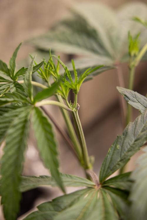 Georgia Pie #1 - Zamnesia x B&B. Week 5 - Georgia Pie #1 - Veg - Week 6 - Topping x8