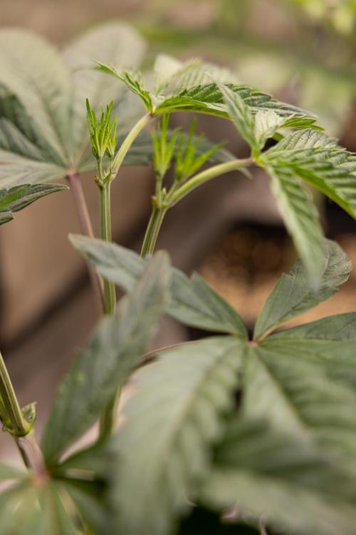 Georgia Pie #1 - Zamnesia x B&B. Week 5 - Georgia Pie #1 - Veg - Week 6 - Topping x8