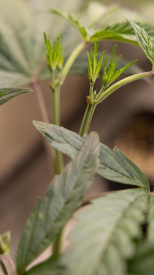 Georgia Pie #1 - Zamnesia x B&B. Week 5 - Georgia Pie #1 - Veg - Week 6 - Topping x8