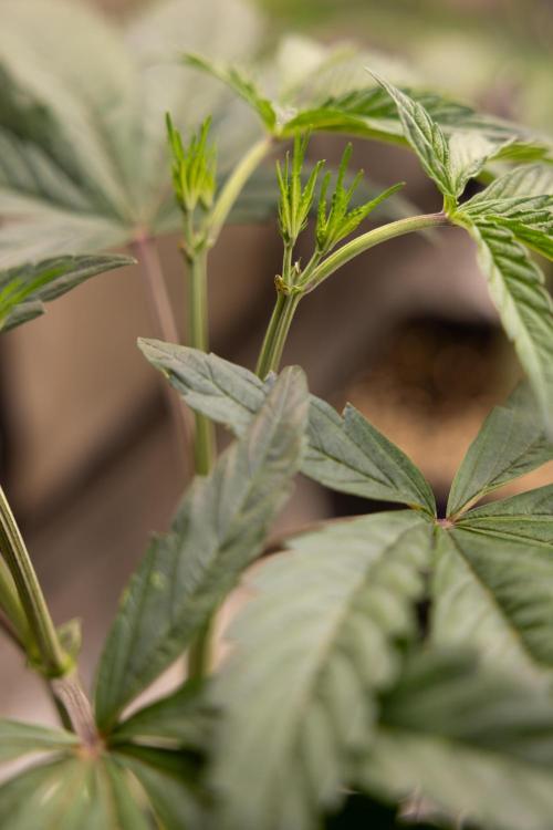 Georgia Pie #1 - Zamnesia x B&B. Week 5 - Georgia Pie #1 - Veg - Week 6 - Topping x8