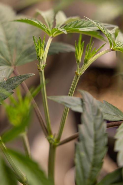 Georgia Pie #1 - Zamnesia x B&B. Week 5 - Georgia Pie #1 - Veg - Week 6 - Topping x8