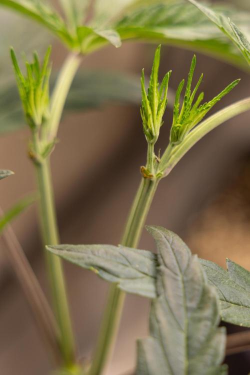 Georgia Pie #1 - Zamnesia x B&B. Week 5 - Georgia Pie #1 - Veg - Week 6 - Topping x8
