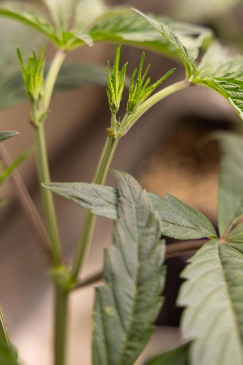 Georgia Pie #1 - Zamnesia x B&B. Week 5 - Georgia Pie #1 - Veg - Week 6 - Topping x8