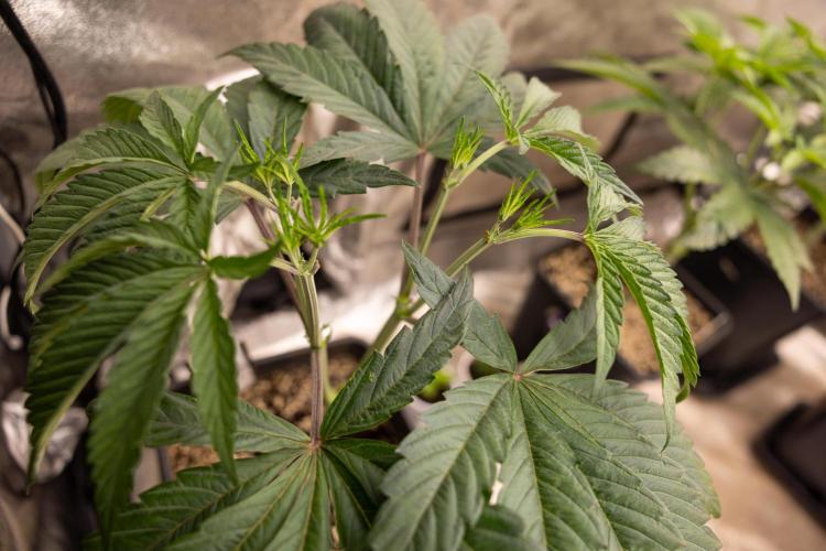 Georgia Pie #1 - Zamnesia x B&B. Week 5 - Georgia Pie #1 - Veg - Week 6 - Topping x8