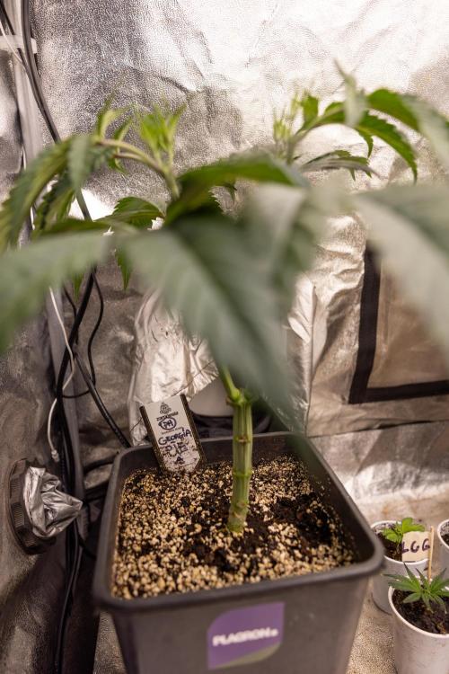 Georgia Pie #1 - Zamnesia x B&B. Week 5 - Georgia Pie #1 - Veg - Week 6 - Topping x8