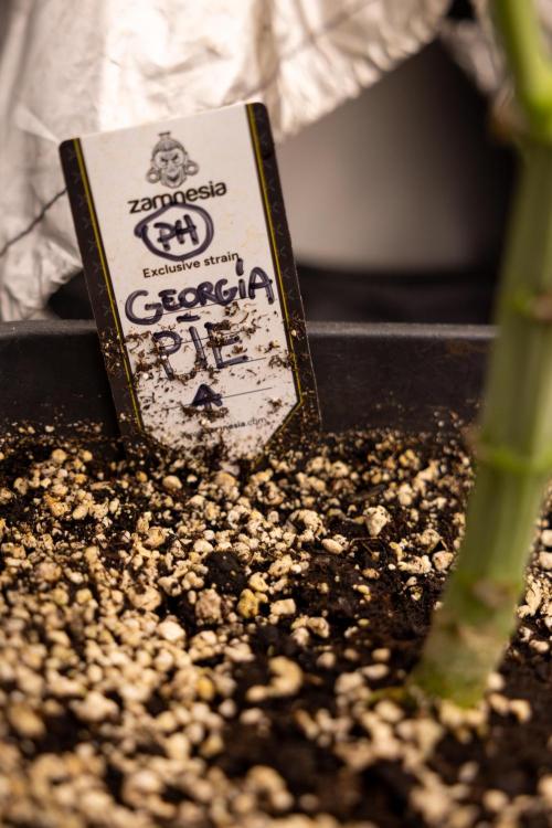 Georgia Pie #1 - Zamnesia x B&B. Week 5 - Georgia Pie #1 - Veg - Week 6 - Topping x8